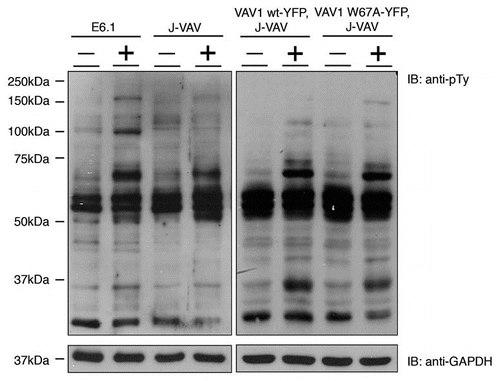 Figure 1 Analysis of VAV1 deficient cells (J-VAV) and J-VAV stably expressing VAV1 wt or VAV1 W637A for their tyrosine phosphorylation profile. Unstimulated (−) and stimulated (+) cells were lysed and whole cell lysates were resolved on SDS-PAGE and probed with anti-pTy antibody to compare tyrosine phosphorylation profiles.