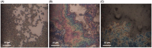 Figure 3. Representative images taken with the “transmission and reflection illumination microscope” attached to the Raman spectrometer: (A) E. coli K12 on substrate surfaces; (B) GNRs on bacteria (shinning red brown color); and (C) after addition of phages which destructed almost all bacteria on the surfaces and images “look like lubricated with oil” were observed. A scanning probe image processing was applied.