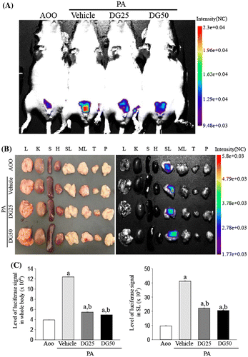 Fig. 2. Measurement of luciferase signal in the whole body (A) and each organ (B) of IL-4/Luc/CNS-1 Tg mice.