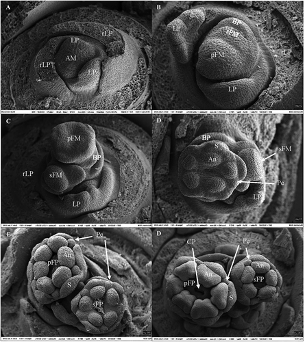 Figure 3. Stages of floral morphogenesis in ‘Mucurines’ gooseberry plants grown in 10-h photoperiod at 18°C. (A) Round, flat apex (Stage 1). (B) Protuberant apex with bract primordia and secondary floral meristem (Stage 2). (C) Primary floral meristem with pentagonal shape, bract primordia and secondary floral meristem round and protuberant (Stage 3). (D) Primary floral meristem with sepals, petals and anthers, and secondary floral meristem with flat surface (Stage 4). (E) Further development of sepals, petals and anthers on both floral meristems (Stage 5). (F) All flower organs differentiated on both primary and secondary flower primordia. (Stage 6). AM = apical meristem; LP = leaf primordium; rLP = removed LP; BP = bract primordium; rBP = removed BP; FM = floral meristem; pFM = primary FM; sFM = secondary FM; S = sepal; Pe = petal; An = anther; CP = Carpel primordium/ovarian cavity.