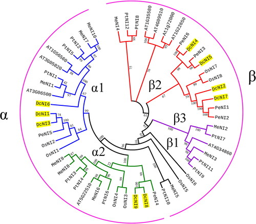 Figure 2. Phylogenetic analysis of 52 alkaline/neutral invertase (NI) proteins from A. thaliana, D. catenatum, P. trichocarpa, M. esculenta, P. equestris and O. sativa. The phylogenetic tree was constructed by the neighbor-joining method (1000 bootstrap replicates) using FastTree version 7.0 + [Citation27]. Yellow shadows indicate the NIs from D. catenatum.