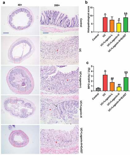 Figure 2. Effects of loganin on the histopathological alterations and MPO activity in colon tissues of UC mice. (a) Representative images of colon tissues with H&E staining at 40× (scale bar = 500 μm) and 200× (scale bar = 100 μm) magnification. Arrow (→) indicates area of normal crypt architecture with goblet cell; asterisk (*) indicates inflammatory cell infiltration. (b) Histological scores were analyzed from H&E staining. (c)