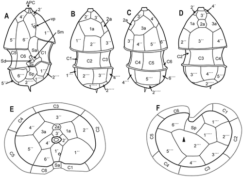 Fig. 6. Azadinium spinosum. Diagrammatic illustration of thecal plates; (A) ventral view; (B) left side; (C) right side; (D) dorsal view; (E) apical view; (F) antapical view (black triangle: antapical spine). Abbreviations: APC: apical pore complex; Sa, Sd, Sm, Sp, Ss: sulcal plates, as detailed in Fig. 5; vp: ventral pore).