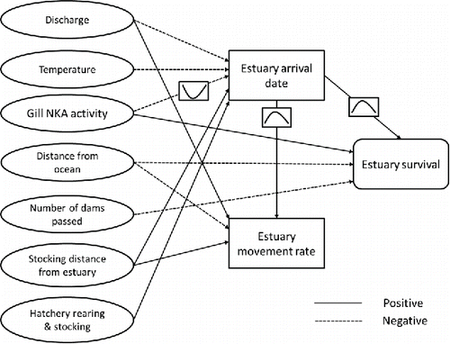 FIGURE 6. Diagram synthesizing the major findings about the factors affecting aspects of estuary migration of Atlantic Salmon smolts during the present study. The dotted lines indicate negative relationships, whereas solid lines indicate positive influences. The assumed causality of relationships is indicated by the direction of the arrows. Nonlinear (quadratic) relationships are indicated by the parabolas in boxes on top of the arrows that describe the relationships.