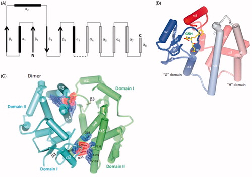 Figure 3. (A) Structural representation of cytosolic GSTs. The thioredoxin fold of the N-terminal domain is represented by β1α1β2α2β3β4α3 (filled arrows and rectangles). The α-helices of the C-terminal domain are shown as stippled rectangles; the number of α-helices in the C-terminal domain varies among the GST subfamilies. The broken line represents the linker between the N- and C-terminal domains. Modified from Frova (Citation2006); (B) crystal structure of hGSTA1 in complex with S-(benzyl)GSH; (C) crystal structure of hGSTA1-1 in complex with S-(benzyl)GSH (PDB 1GUH). Panels (B) and (C) are reproduced with permission from the publisher and from Wu and Dong (Citation2012); the authors thank Prof. Wu for providing (B) and (C).