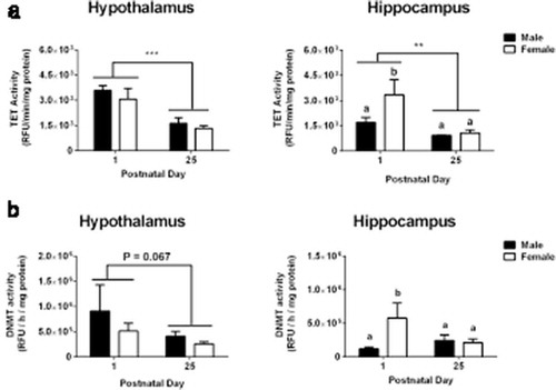 Figure 5. Tet enzyme activity is elevated at birth. a) The activity of demethylating (Tet) enzymes was two-to three-fold higher on postnatal day (P) 1 than on P25 in both the hypothalamus and hippocampus. b) There was a trend for higher methylating (Dnmt) activity in the hypothalamus on P1 compared to P25. In the hippocampus, elevated Dnmt activity on postnatal day 1 was seen in females only. Different letters indicate significant differences. **P < 0.01; ***P < 0.001. Data are mean ± SEM. N = 3 for P1 male and female groups, N = 6 for P25 male and female groups.