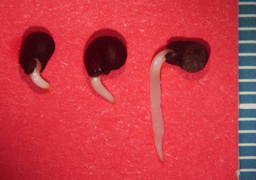 Figure 1. Radicle emergence from sulphuric-acid-scarified seeds of Malvella sherardiana.