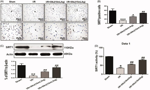 Figure 4. The effects of XNJ on SIRT1 expression and activity in cerebral I/R injury in rats. (A) Representative immunohistochemical staining images of SIRT1; (B) Quantitative analysis of the images showed XNJ increased the SIRT1 expression compared with I/R group; (C) Quantitative analysis of the images showed XNJ increased the SIRT1 expression relative to I/R group. (D)The SIRT1 activity was determined using a SIRT1 fluorometric assay kit. Data are represented as mean ± S.E.M. (*p < 0.05 vs. Sham; **p < 0.01 vs. Sham; ***p < 0.001 vs. Sham; #p < 0.05 vs. I/R; ##p < 0.01 vs. I/R). n = 4 in each group.