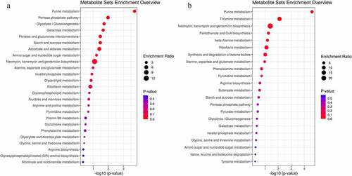 Figure 7. Enrichment analyses of common differential metabolites in the myocardium (a) and mitochondria (b) in Sham and acute MI groups after acute MI. Each bubble represents a metabolic pathway. The abscissa and size of the bubble represent the size of the influencing factor in the topological analysis. The larger the size, the larger the influencing factor. The ordinate and bubble color represent the P-value of enrichment analysis (considering the negative natural logarithm, i.e., −log10 (P-value)). The redder the color, the smaller the P-value, the greater the significance of the corresponding KEGG pathway enrichment.