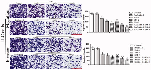 Figure 7. Representative images of the migration and invasion assays in free EM and RADA16-I-EM in situ hydrogels treated LLC cells (left panel). The cell migration and invasion rate at 24 h is shown in right panel. Scale bar, 200 µm. *p< .01, #p< .05 vs. EM or control. All values are expressed as mean ± SD.