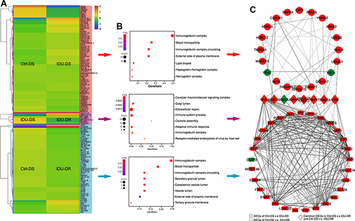 Figure 2 Bioinformatics analysis for significant DEGs. (A) GO enrichment of significant DEGs between Ctrl-DS and IDU-DS, IDU-DR and IDU-DS, Ctrl-DS and IDU-DR. (B) Heatmap diagrams of DEGs expression show the similarity of gene expression patterns in Ctrl-DS and IDU-DS groups. Red indicates up-expressed mRNAs, and blue indicates down-expressed mRNAs. (C) PPI network of the DEGs between Ctrl-DS and IDU-DS, Ctrl-DS and IDU-DR. DEGs with red marker indicate up-regulated genes, and green marker indicates down-expressed in IDU-DS (upper panel of the figure) and IDU-DR (lower panel of the figure). The middle panel of the figure shows common DEGs in IDU-DS and IDU-DR compared with Ctrl-DS, the red marker indicates up-expressed, and the green marker indicates down-expressed in both groups.