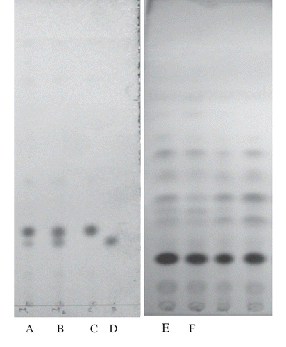 Figure 1 RP-TLC of (A) mixture (cholesterol+ß- sitosterol); (B) mixture (cholesterol+ß- sitosterol+ campasterol); (C) cholesterol; (D) ß- sitosterol; (E) USM of pure cow ghee; (F) USM of pure buffalo ghee.