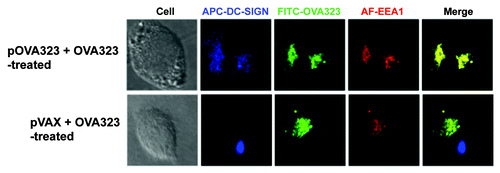 Figure 4. The co-localization of DC-SIGN and EEA1. JAWS II cells were co-treated with pOVA323 + FITC-OVA323 or pVAX + FITC-OVA323 for 5 h, then fixed and permeabilized with 0.1% Triton X-100 in PBS buffer. Cells were incubated with rabbit anti-EEA1 for 1 h and subsequently reacted with the Alexa Fluor 546-labeled goat anti-rabbit IgG and APC-DC-SIGN. Cells were observed using an inverted Nikon ECLIPSE IE2000-E confocal microscope.