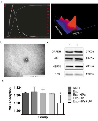 Figure 9. Identification of exosomes, and absorption of soluble Cu-Cy NPs by cells. (a) Nanosight analysis of the HepG2 exosomes. (b) TEM of HepG2 exosome. (c) The western blot of the exosomes protein: (1) Huh7 exosomes. (d) RNO absorption quenching indication of singlet oxygen production in different groups. The data are expressed as the mean ± SD of three independent experiments. *P < 0.05 compared with the control (RNO as control).