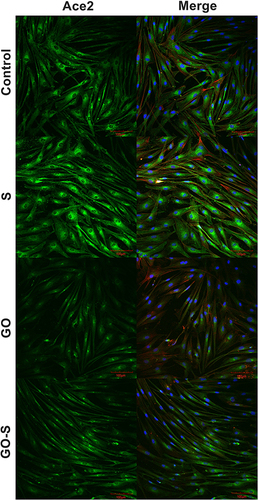 Figure 3 Morphology of HSkM cells, in the control group, and after 24 hours of treatment with S protein, graphene oxide (GO), S protein with GO, visualized using confocal microscopy; ACE2 receptor – immunofluorescent staining (green), nuclei – DAPI (blue), actin – phalloidin (red).