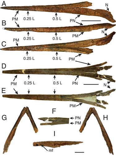 Figure 5. A–C, G–I, †Morgula donosochagrense gen. et sp. nov., holotype (MUPAN–STRI31293); A, rostrum dorsal view; B, rostrum left lateral view; C, rostrum ventral view; G–I, lower jaw showing articulate dentaries; G, ventral view; H, dorsal view; I, disarticulated right partial dentary in lateral view showing the interdentary joint and the mandibular foramen. D–F, †Makaira fierstini sp. nov., holotype, USNM 358534; D, rostrum dorsal view; E, rostrum ventral view; F, detail of the right lateral view of the rostrum at its proximal end. Missing parts of the bone are indicated by dash-lines. Abbreviations: mf, mandibular foramen; N, nasal; PM, premaxilla; PN, prenasal. Scale bars: A–F = 10 cm, G–I = 5 cm.