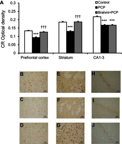 Figure 6 (A) CR optical density in the prefrontal cortex, striatum, and CA1–3 of control, PCP, and Brahmi+PCP groups (n=9/group). Data are mean±SEM. ***P<0.001 vs control, †††P<0.001 vs PCP. (B) Photomicrographs showing CR immunoreactivity in one area of interest (500 μm×500 μm) in the prefrontal cortex of control, (C) PCP administration, and (D) Brahmi+PCP groups, (E) in striatum of control, (F) PCP administration, and (G) Brahmi+PCP groups, (H) in CA1–3 of control, (I) PCP administration, and (J) Brahmi+PCP groups. (40× magnification, scale bar: 50 μm.) CR immunoreactivity of each rat was measured in five areas of interest, and the distance between each area of interest was 500 μm.