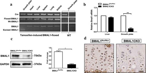 Figure 1. Deletion of Bmal1 in the postnatal stage. (a) The genomic DNA extracted from different tissues of BMAL1CKO mice and control littermates was analyzed by PCR as described in “Materials and Methods”. (b) The total RNA was extracted from the growth plate and liver of BMAL1flox/flox and BMAL1CKO mice at 4 weeks and the relative expression of Bmal1 mRNA was detected by PCR (n= 5/group). Results are presented as gene expression levels in all groups normalized to controls. (c) The total protein was extracted from the BMAL1flox/flox and BMAL1CKO mice growth plate at 4 weeks and tested by Western blot (n = 3/group). A representative blot from three independent experiments was presented and quantification of protein expression of BMAL1 was shown on the right. BMAL1 protein level was normalized to GAPDH. (d) Immunohistochemistry was used to analyze the expression of BMAL1 in tibia growth plate of BMAL1flox/flox and BMAL1CKO mice at 6 weeks. Scale bars = 50μm. Data are expressed as means ± SE in each bar graph. *p < 0.05, **p < 0.01.