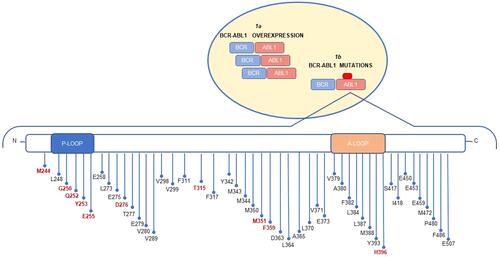 Figure 1 BCR-ABL1 dependent mechanisms inducing imatinib resistance include: BCR-ABL1 overexpression (1a) and BCR-ABL1 mutations (1b). The schematic diagram of ABL1 kinase domain mutations shows the distribution of mutations. The 10 most frequent mutations are highlighted in red.