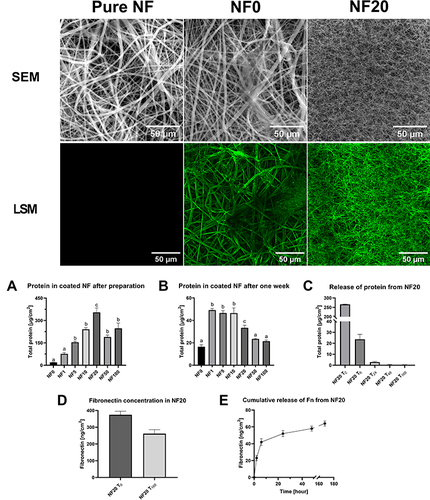 Figure 2 Characterization of coatings. Upper images represent uncoated (pure) NF observed by SEM; coated NF with the fibrin coating (NF0) and with the fibrin coating with 20% hPL (NF20) observed by confocal microscope (LSM). (A and B) Total protein concentration in the coated NF after preparation (A) and after one-week release into PBS (B); measured by BCA assay, (n=6) mean ± SEM. The superscript letters above the columns (a, b, c) denote significant differences between the samples that do not share the same superscript (p<0.05). (C) Progress of protein release from NF20 measured from eluate by the BCA assay; (n=6) mean ± SEM. (D) The graph represents concentration fibronectin in the NF20 coating after preparation (NF20T0) and fibronectin level after one-week release (NF20T168). (E) The graph represents cumulative release of Fn from NF20 for one week. D+E: Measured by ELISA, (n=3) mean ± SEM.