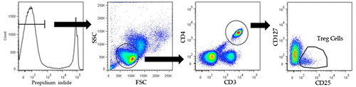 Figure 1. Regulatory T cells (Tregs) were detected in CD4+, CD25bright, and CD127dull cells among human peripheral blood mononuclear cells (PBMCs).