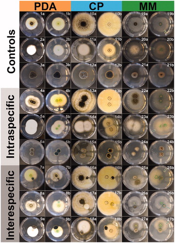 Figure 2. Culture characteristics during intra- and interspecific microfungal pairwise interactions on different culture media: PDA, CP, and MM. Controls: Aspergillus niger (1, 10, 19), Coprinellus micaceus (2, 11, 20), Cladosporium sp. (3, 12, 21). Interactions: A. niger vs A. niger (4, 13, 22), C. micaceus vs. C. micaceus (5, 14, 23), Cladosporium sp. vs. Cladosporium sp. (6, 15, 24), A. niger vs. Cladosporium sp. (7, 16, 25), A. niger vs. C. micaceus (8, 17, 26), C. micaceus vs Cladosporium sp. (9, 18, 27). Front (a) and back (b) of the petri dish.