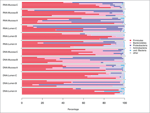 Figure 1. Distribution of bacterial phyla in fecal samples and biopsies at the DNA and RNA level. (A) before antibiotic treatment (day 0); (B) immediately after cessation of antibiotic treatment (day 4); (C) 6 weeks after cessation of antibiotic treatment (day 46).