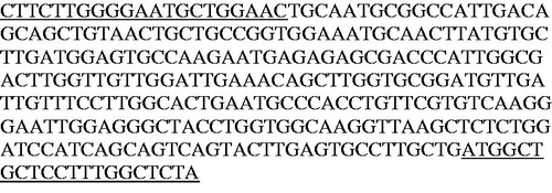 Figure 4. The partial sequence of aro A of Phragmites australis without intron regions. The underline regions are primers (forward (TKZF) and reverse (TKZR)).