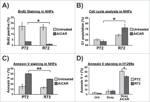 Figure 3. AICAR differentially induces cell cycle arrest and apoptosis in P72 and R72 cells. (A) Quantification of BrdU staining to detect S phase cells in P72 and R72 NHFs treated with AICAR (2 mM) for 24 hr. (B) Cell cycle analysis using propidium iodide staining was used to determine the percent of G1 phase cells in P72 and R72 NHFs treated with AICAR (2 mM) for 24 hr. The data represent the average from 4 independent experiments; error bars mark standard error. (C) Annexin V staining was used to assess apoptosis in P72 and R72 NHFs treated with AICAR (2 mM) for 24 hr. The data represent the average from 3 independent experiments; error bars mark standard error. The double asterisk denotes p-value <0.005. (D) H1299 Tet-inducible p53 cells were treated with doxycycline along with AICAR (2 mM) for 24 hr and subjected to Annexin V staining to determine level of apoptosis. The data depicted represent 3 independent experiments; error bars mark standard error. The single asterisk denotes p-value <0.05.