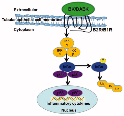 Figure 1. Mechanism involving bradykinin receptors and NF-κB signaling pathway. IκB: κB protein inhibitor; IKK: IκB kinase; P: phosphorylation; p65 and p50: NF-κB-dimer; Ub: ubiquitin.