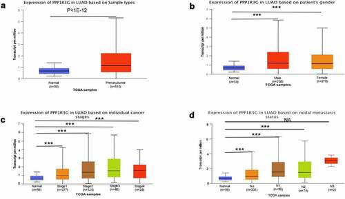 Figure 2. PPP1R3G mRNA expression in clinical characteristics of lung adenocarcinoma (LUAD) tissue