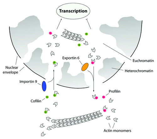 Figure 4. The actin nucleocytoplasmic transport cycle. Actin is actively imported into the nucleus in complex with cofilin. Ran-dependent nuclear import requires the import factor importin 9 which interacts with actin-associated cofilin. In the nucleus actin is excluded from heterochromatin and it is mostly found to be coupled to euchromatin and consistently, actin import supports transcription. From the cell nucleus actin is exported in complex with profilin. Active nuclear export of the profilin-actin complex is regulated by exportin 6 which specifically targets profilin. By controlling the nucleocytoplasmic shuttling of actin, cofilin and profilin tightly regulate transcription and gene activity.