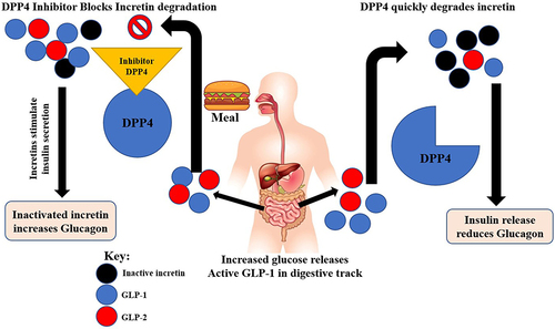 Figure 1 This diagram explains how the use of DPP4 inhibitors. Excess glucagon can be avoided as an increased GLP-1 and 2 stimulates more insulin to reduce glucagon. Hence diabetes can be prevented.26
