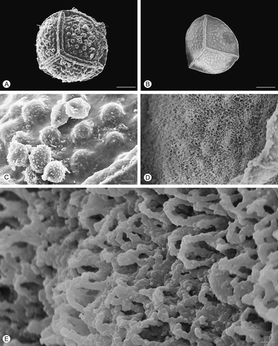 Figure 4. Scanning electron microscopy (SEM) images of Isoëtes sicula megaspores. A. Proximal view, untreated megaspore. B. Proximal view, after treatment with hydrofluoric acid (HF), which removed the siliceous coating. C. Detail of the surface, untreated megaspore. D, E. Detail of the megaspore surface after HF-treatment. Scale bars – 100 μm (A, B), 10 μm (C, D), 1 μm (E).