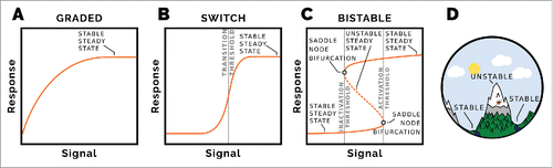 Primer Figure: Signal-response diagram showing steady state signal for a given response. (A) A simple hyperbole represents a graded response, which plateaus as the signal is increased. There is no clear threshold between low and high responses. (B) Ultrasensitive signal-response. The steady state response is sigmoidal, with a clear signal threshold at which the response goes from low to high. Starting at high signal and high response and lowering the signal causes the response to go from high to low at the same threshold. (C) Bistable signal-response. This is fundamentally different to the other signal response diagrams. There are two stable steady state response regimes, corresponding to low and high responses. The transition between low and high response occurs at a particular activation threshold of the signal. Transitioning from high response to low response occurs at a lower inactivation threshold of the signal. For signal values between the inactivation and activation thresholds, there exist two stable state response values; the state of the system depends on its history. The stable steady states are separated by an unstable steady state, which can be thought of as a maintain ridge between two valleys (D). If a ball is dropped on the mountain it will end-up in either of the valleys (stable steady states), which one depending on which side of the ridge (unstable steady state) it started.