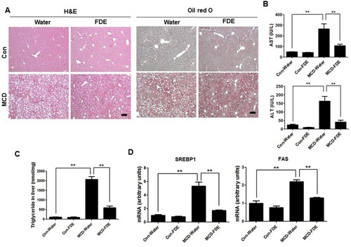 Figure 1. Liver steatosis and injury were attenuated by FDE in mice fed with the MCD diet. Mice were fed with the MCD or standard diet for 6 weeks. Mice with the MCD diet were orally injected with water (MCD-water) or FDE (MCD-FDE), and mice with the standard diet were also orally injected with water (Con-Water) or FDE (Con-FDE) daily in the period of the experiment. (a) Representative histology of haematoxylin and eosin (H&E) or oil red O (scale bars, 100μm). (b) Serum aspartate transaminase (AST) and alanine transaminase (ALT) levels. n = 10 per group; means ± SEM of the mean. **p < .01 (c) The triglyceride level in the liver of Con-Water, Con-FDE, MCD-water and MCD-FDE mice. n = 10 per group; means ± SEM of the mean. **p < .01 (d) The mRNA levels of FAS and SREBP-1 were measured by qPCR in the liver of Con-Water, Con-FDE, MCD-water and MCD-FDE mice. n = 10 per group; means ± SEM of the mean. **p < .01.