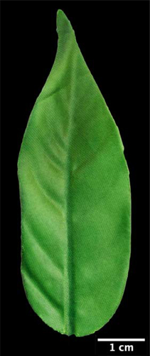 Figure 4. Plastic leaf of a model artificial plant with longitudinal shape.