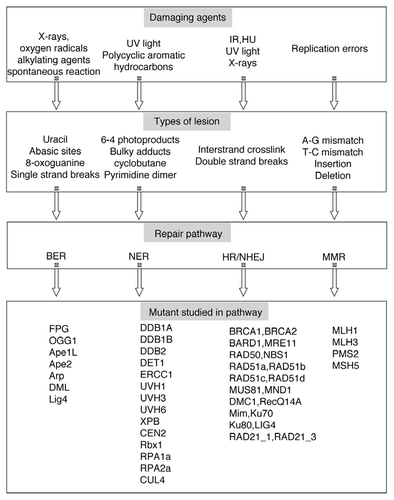 Figure 1 Arabidopsis mutants of DNA repair and recombination genes.