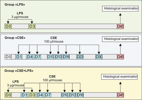 Figure 1 Graphical scheme of the protocol for cigarette smoke extract (CSE) or/and lipopolysaccharide (LPS) inducing pulmonary emphysema.