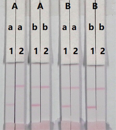 Figure 7. Optimization of the immunochromatographic strip for PRC in milk sample. Concentration of coating antigen (A) 0.5 mg/mL; (B) 1 mg/mL. The ammount of the mAb that add in GNP: (a) 8 µg/mL; (b) 10 µg/mL. The standard concentration: (1) 0 ng/mL; (2) 1 ng/mL.