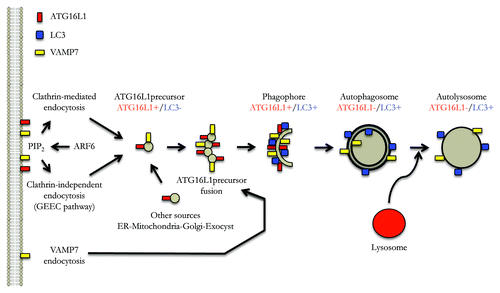 Figure 1. The plasma membrane as a control center for autophagy. Model of autophagosome formation focusing on different routes of membrane acquisition from the plasma membrane, as well as the roles of endocytosed VAMP7 and plasma membrane PtdIns(4,5)P2. See text for details.