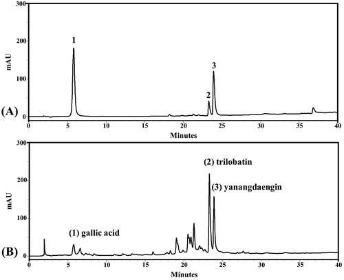 Figure 1. HPLC chromatograms of reference standards: gallic acid (1), trilobatin (2) and yanangdaengin (3), respectively [A] and the LS extract [B].