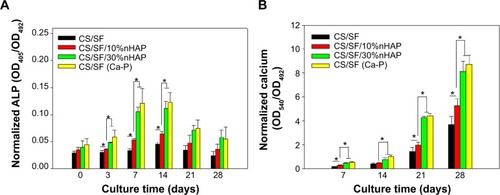 Figure 5 Normalized ALP activity (A) and calcium content (B) of hMSCs cultured on CS/SF, CS/SF/10%nHAP, CS/SF/30%nHAP, and CS/SF (Ca-P) NMS.Note: *P<0.05.Abbreviations: ALP, alkaline phosphatase; hMSCs, human bone marrow mesenchymal stem cells; CS, chitosan; SF, silk fibroin; nHAP, nanohydroxyapatite; NMS, nanofibrous membrane scaffold.