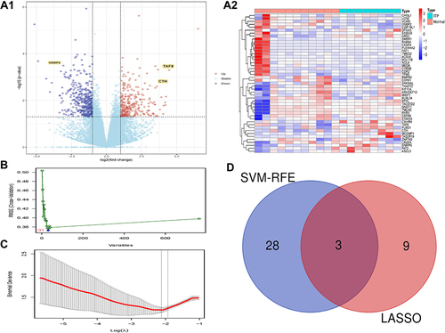 Figure 1 Identification of DEGs. (A) The results of DEGs. (A1) The Volcano plot of DEGs; (A2) The Heatmap of DEGs. (B) The results of SVM-RFE analyses. (C) The results of LASSO analyses. (D) The Venn diagram of the intersections of LASSO regression analysis and SVM-RFE analyses.