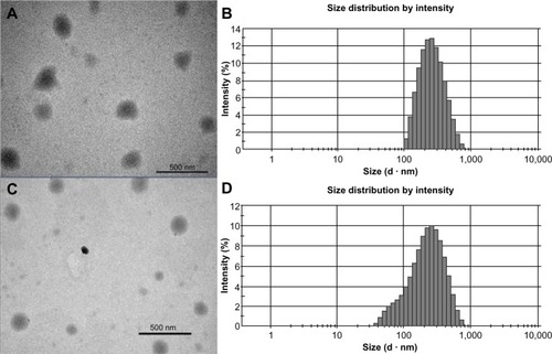 Figure 1 Transmission electron microscopy photographs and size distribution measured by photon correlation spectroscopy.Notes: (A and B) TP-NLCs; (C and D) TP-SLNs. Bar =500 nm.Abbreviations: TP-NLCs, triptolide-loaded nanostructured lipid carriers; TP-SLNs, triptolide-loaded solid lipid nanoparticles.