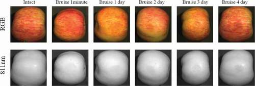 Figure 1. RGB and grayscale images at 811 nm of intact and bruise apples.