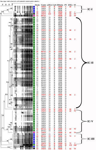 Fig. 1 PFGE dendrogram of A. baumannii isolates from two tertiary hospitals in Lima showing carriage of intrinsic (iOXA) and acquired blaOXA variants (aOXA); susceptibility (S) or resistance (R) to carbapenems (Carb); categorization as MDR, XDR, or PDR (RStatus); pulsotype (PT); and sequence type (ST). Isolates in red were selected as representative of each clonal group. Braces indicate classification to the corresponding international clones I–V (IC). Isolates were included in the same pulsotype if their Dice similarity index was ≥85%. Colored squares indicate production of distinct families of acquired OXA-type enzymes: blue: OXA-23; green: OXA-24; black: OXA-143; magenta: none. INEN Instituto Nacional de Enfermedades Neoplásicas, HNAL Hospital Nacional Arzobispo Loayza, MDR multidrug-resistant, XDR extensively drug-resistant, PDR; pan-drug-resistant