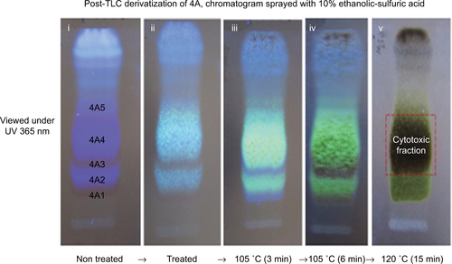 Figure S3 Post-chromatographic derivatization: showing the saponins and the cytotoxic fraction under UV 365 nm. (i) Chromatogram before treatment showing saponins as either blue fluorescent color or transparent colorless band. (ii) After treatment with 10% ethanolic H2SO4. (iii) After treatment and heat at 105°C (3 minutes) to detect the colorless saponin bands (4A1 and 4A3) with blue violet color. (iv) Further heating at 105°C which shows greenish yellow fluorescent and dirty green colors for saponin bands (4A2 and 4A4) and (4A1 and 4A3), respectively. (v) The cytotoxic fraction showing dirty green color after heating at 120°C after 10 minutes.Abbreviations: TLC, thin layer chromatography; UV, ultraviolet.