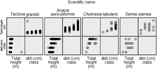 Figure 4. Total height distribution in the dbh class of the frequently planted tree species in the Hazarikhil forest areas under the Chittagong North forest division of Bangladesh.