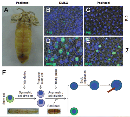 Figure 3. Integument cell division during early pupal stage is important to scale development. (A) Injection of paclitaxel, a cell division inhibitor, affects the formation of scales. Paclitaxel (2 μg) was injected at P-0:20 h. No scale was observed on the dorsal side. (B, C) Detection of cell division after paclitaxel injection in pupae on P-2. DMSO did not inhibit cell division as indicated by PH3 staining (B). No cell division was detected if paclitaxel was injected (C). (D, E) 72 h after paclitaxel treatment, BrdU was injected. (D) DMSO did not affect DNA duplication and scale formation. (E) Paclitaxel injection did not inhibit DNA duplication, but few scales were detected. (F) A summary of the importance of the second wave of cell division to scale formation. The red bar indicates a scale. The nucleus is drawn in blue. Bar: (A) 5 mm; (B-E) 20 μm.